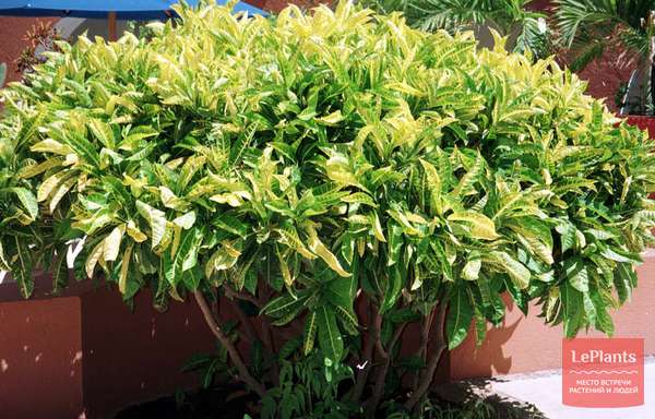 Кротон (Croton) — описание, выращивание, фото | на LePlants.ru