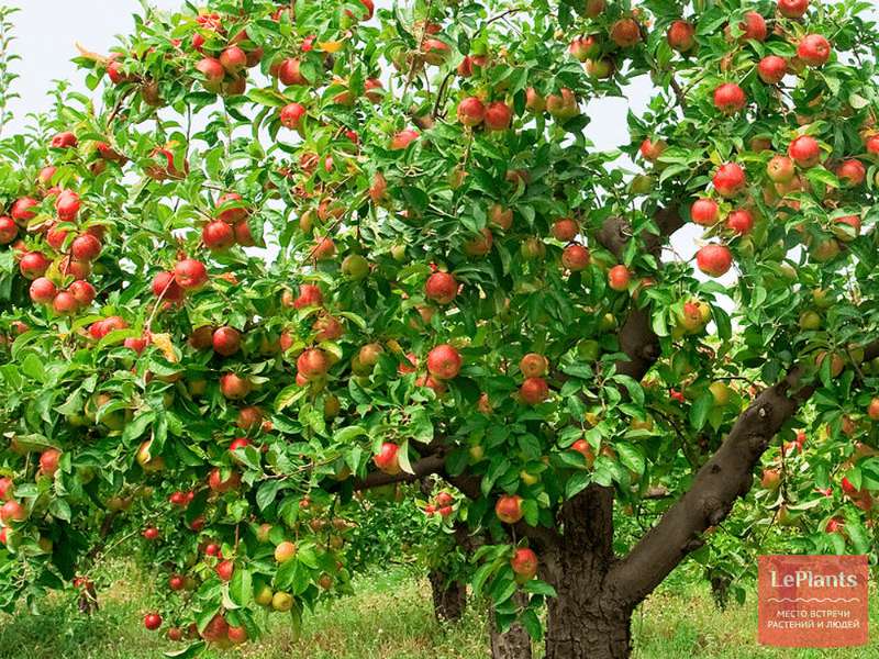 Яблоня домашняя (Malus domestica) — описание, выращивание, фото | на ...