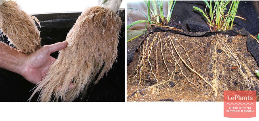 корневая система в гидропонике и в почве