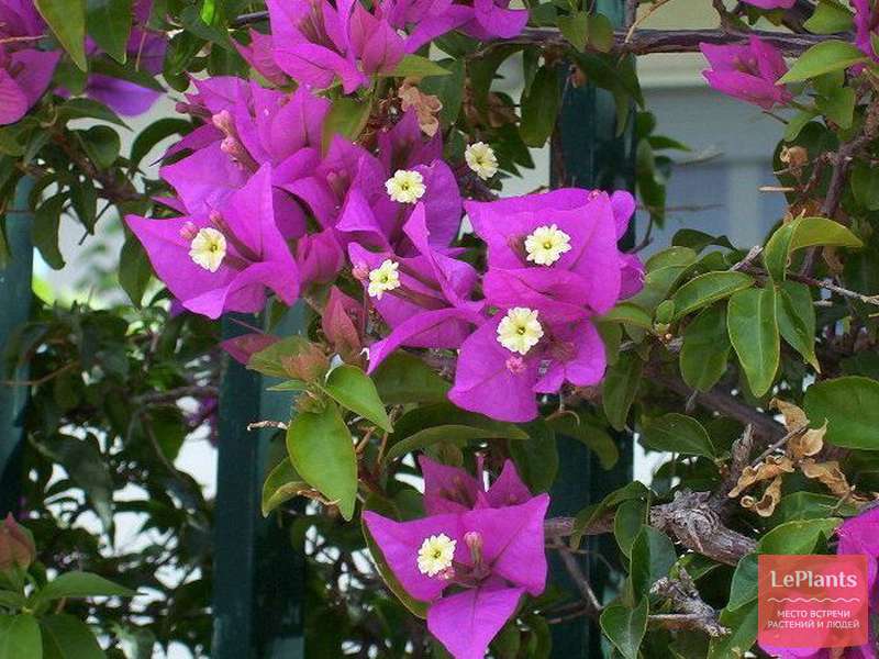 Bougainvillea spectabilis