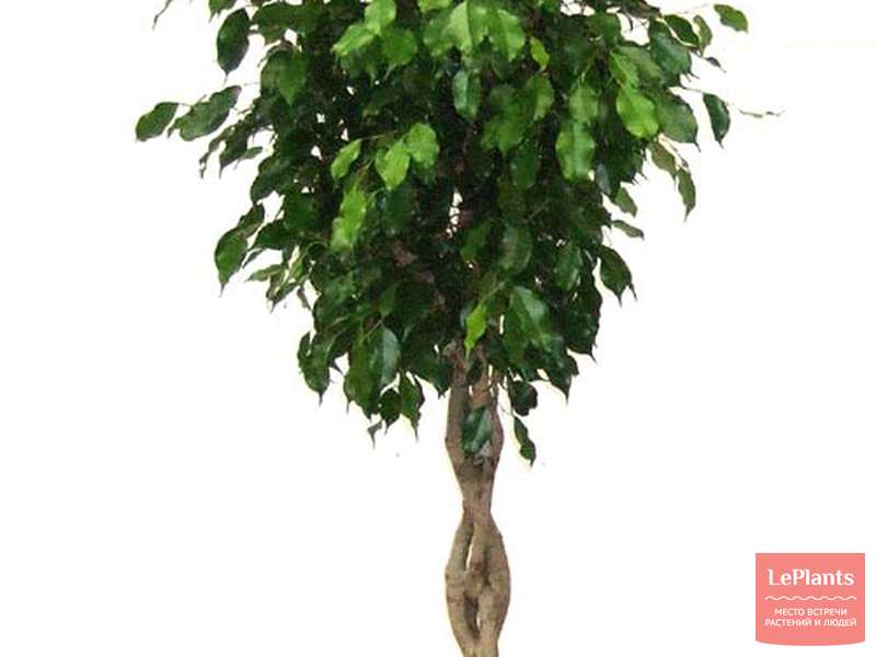 Фикус (Ficus) — описание, выращивание, фото | на LePlants.ru