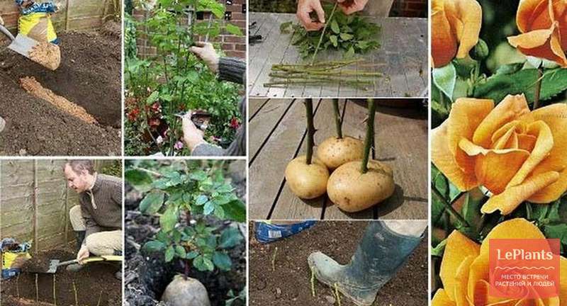 Как выбрать подходящие черенки для выращивания роз в картофеле