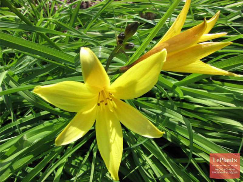 Лилейник малый (Hemerocallis minor) — описание, выращивание, фото | на ...