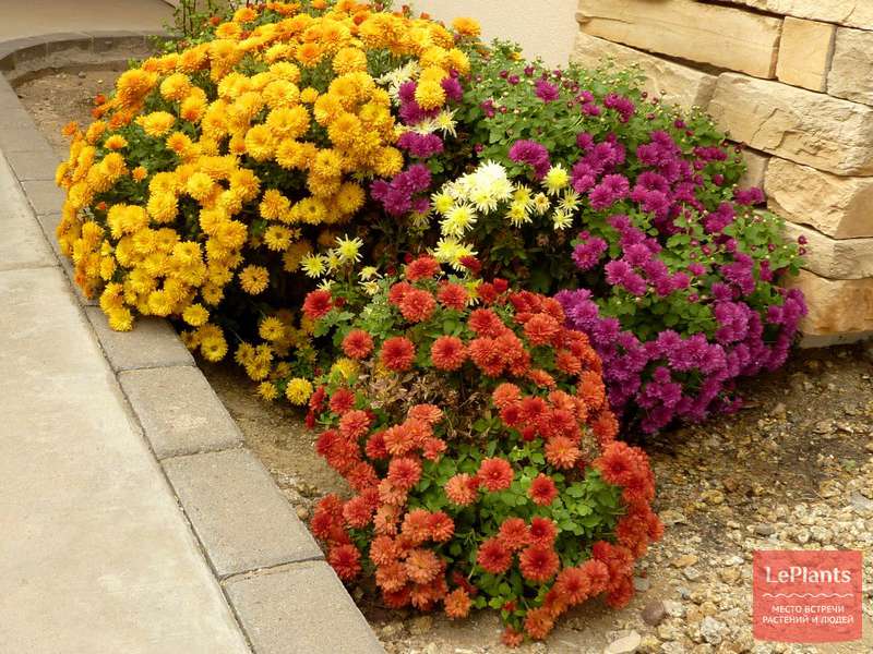 Хризантема индийская (Chrysanthemum indicum) — описание, выращивание ...