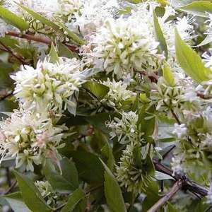 horti Semiramim