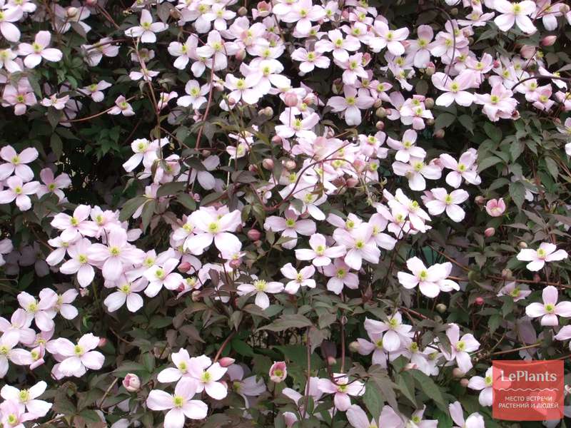 Клематис горный (Clematis montana) — описание, выращивание, фото | на ...
