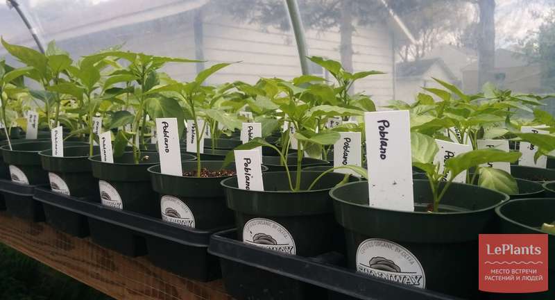 Посадка семян перцев на рассаду: основные шаги для получения здоровых сеянцев
