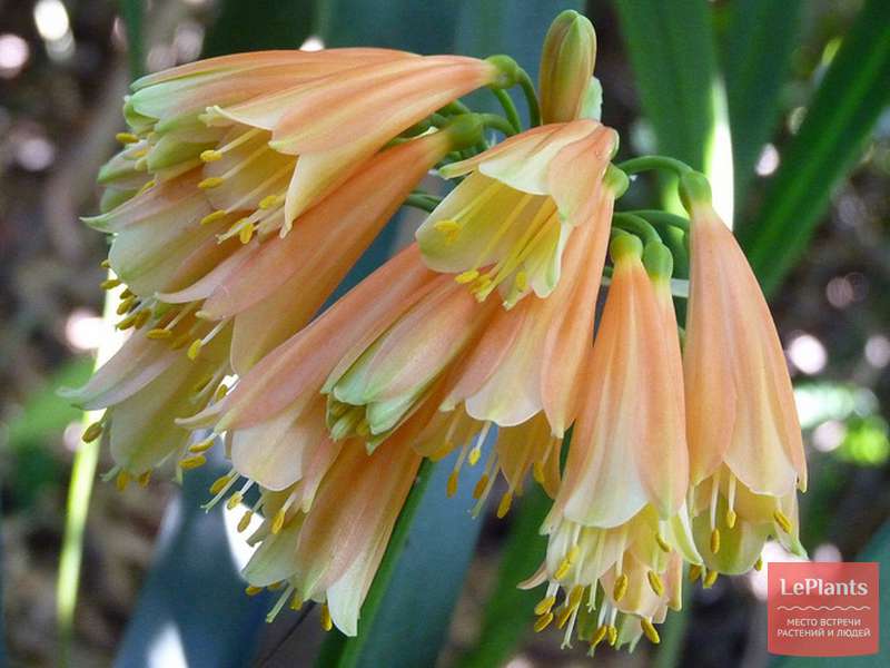 Кливия благородная (Clivia nobilis) — описание, выращивание, фото | на ...