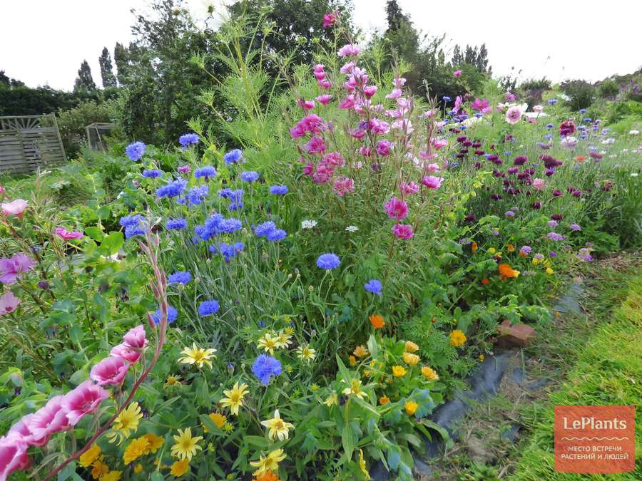 Амбербоа: описание, фото и особенности выращивания цветка