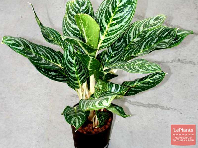 Аглаонема 'Грин Сан' (Aglaonema 'Green Sun') — описание, выращивание ...