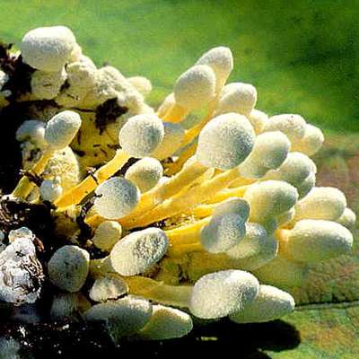 Колорадских жуков накормили смертельными грибами