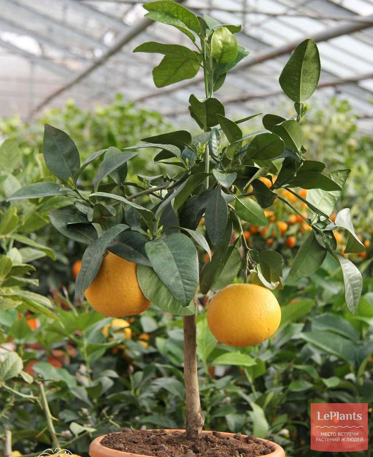 Грейпфрут (Citrus paradisi) — описание, выращивание, фото | на LePlants.ru