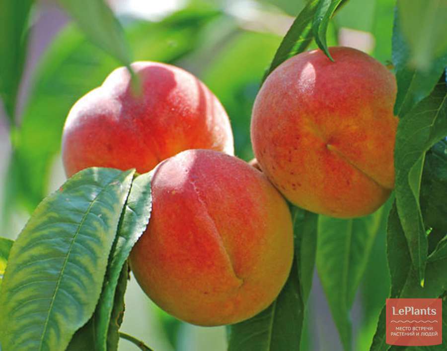 Персик (Prunus persica) — описание, выращивание, фото