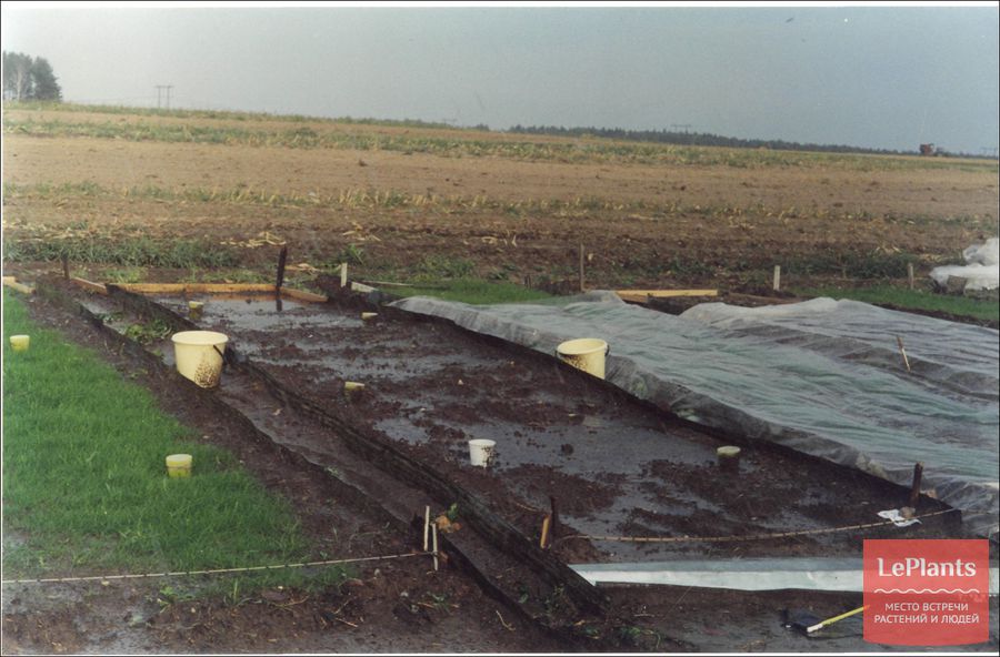 Выращивание газона на даче. Возможна ли посадка газона, в осенний период? Видео-инструкция по посадке газонной травы