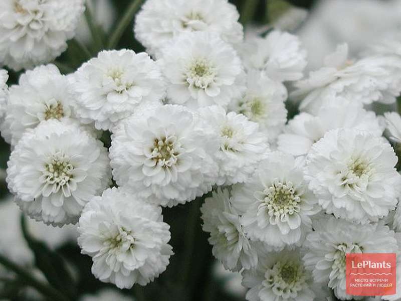 Тысячелистник птармика (Achillea ptarmica) — описание, выращивание ...
