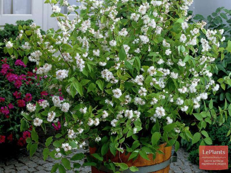 Дейция шершавая (Deutzia scabra) — описание, выращивание, фото | на ...