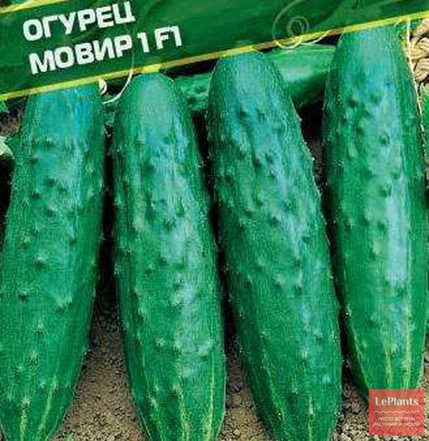 Огурец Клавдия: характеристика и описание сорта Огурец Клавдия: характеристика и описание сорта