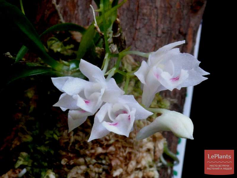 Дендробиум мелкобульбный (Dendrobium microbulbon) — описание ...