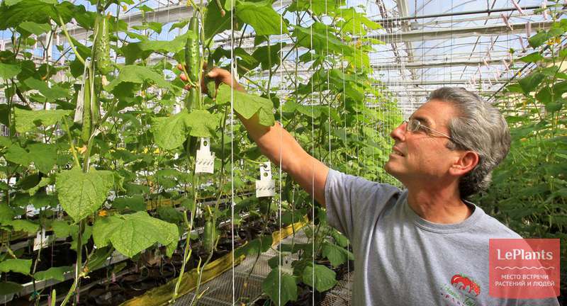 Огурцы в теплице: технология выращивания от посадки до сбора урожая