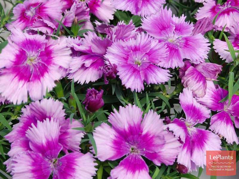 Гвоздика китайская (Dianthus chinensis) — описание, выращивание, фото ...