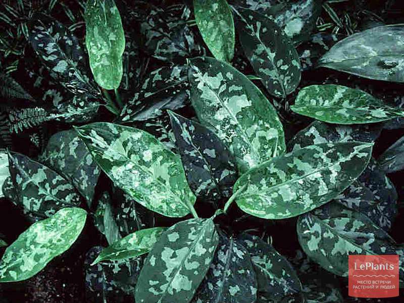 Аглаонема расписная (Aglaonema pictum) — описание, выращивание, фото ...