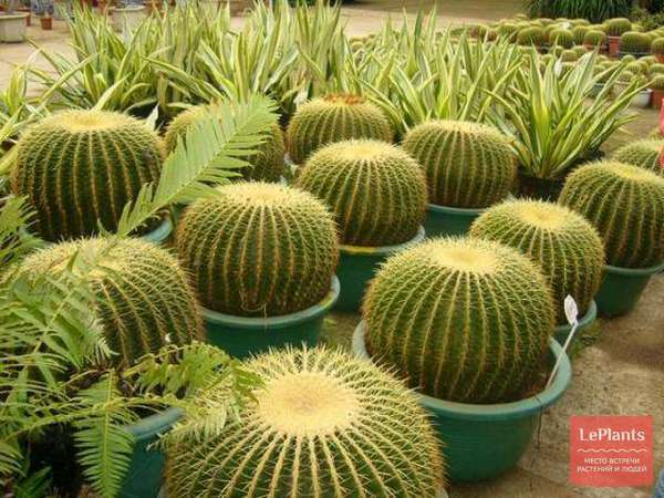 Эхинокактус (Echinocactus) — описание, выращивание, фото | на LePlants.ru