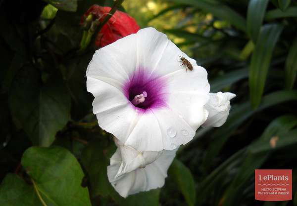 Ипомея батат (Ipomoea batatas) — описание, выращивание, фото | на ...