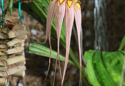 Bulbophyllum longissimum - 31.10.2015