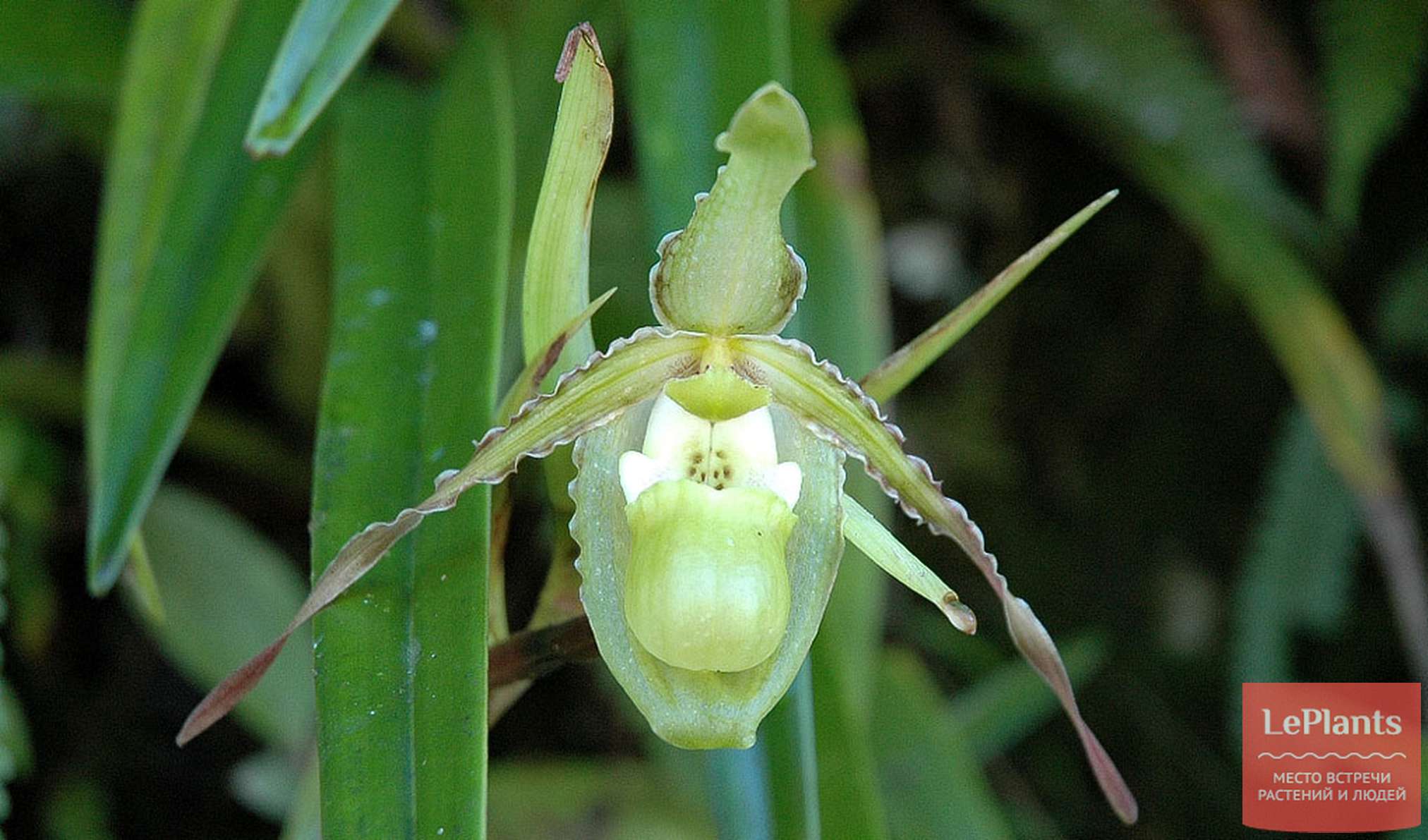 Phragmipedium boissierianum var. Czerwiakowianum