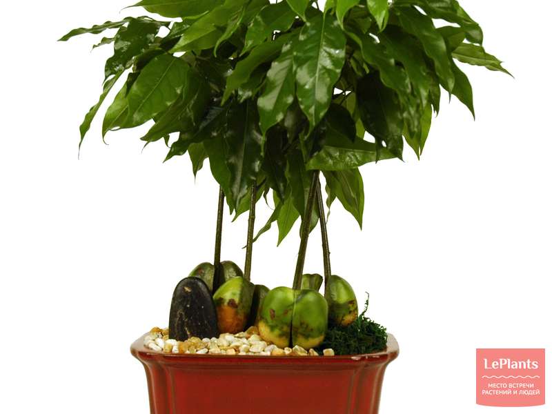 Каштаноспермум (Castanospermum) — описание, выращивание, фото