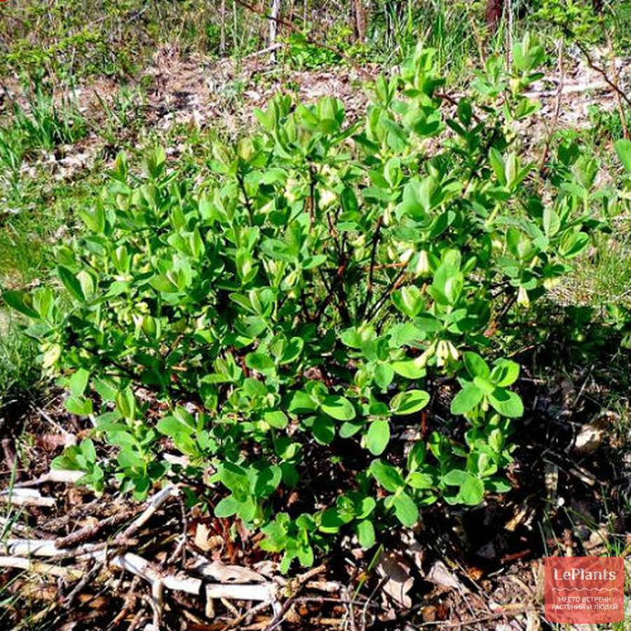 Жимолость съедобная (Lonicera caerulea) — описание, выращивание, фото