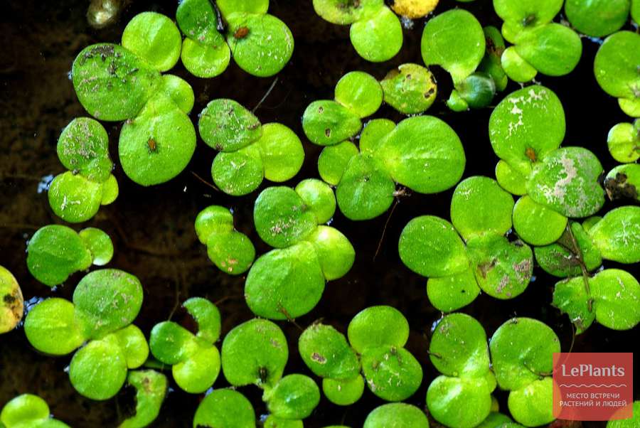 Ряска малая (Lemna minor) — описание, выращивание, фото | на LePlants.ru