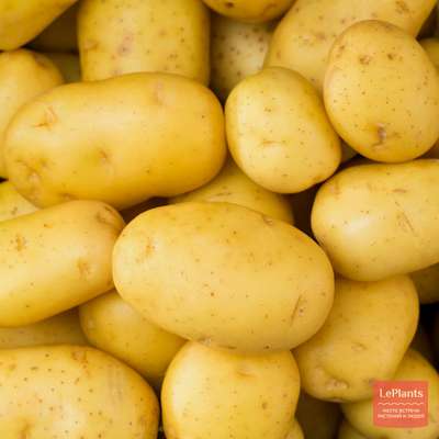 Картофель Скарб