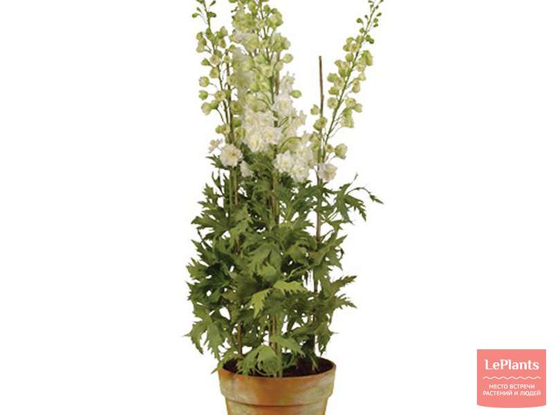 Дельфиниум (Delphinium) — описание, выращивание, фото | на LePlants.ru