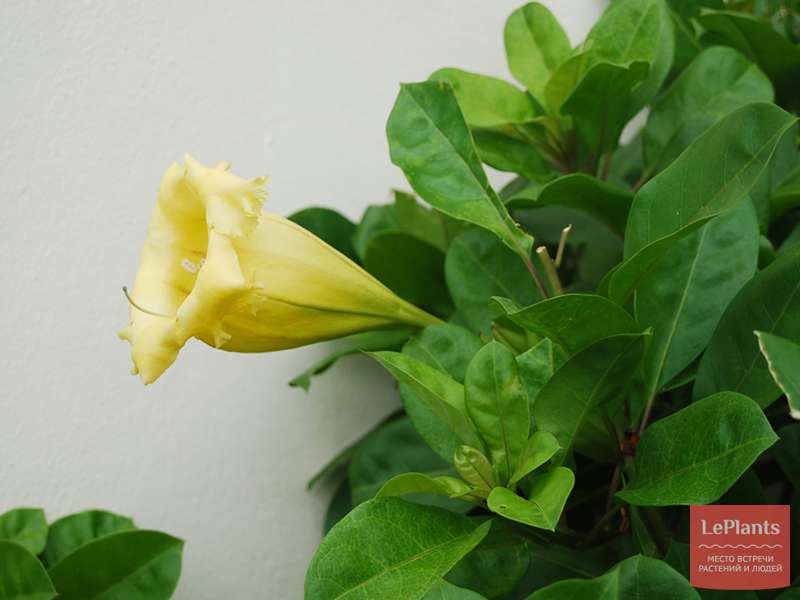 Соландра (Solandra) — описание, выращивание, фото | на LePlants.ru