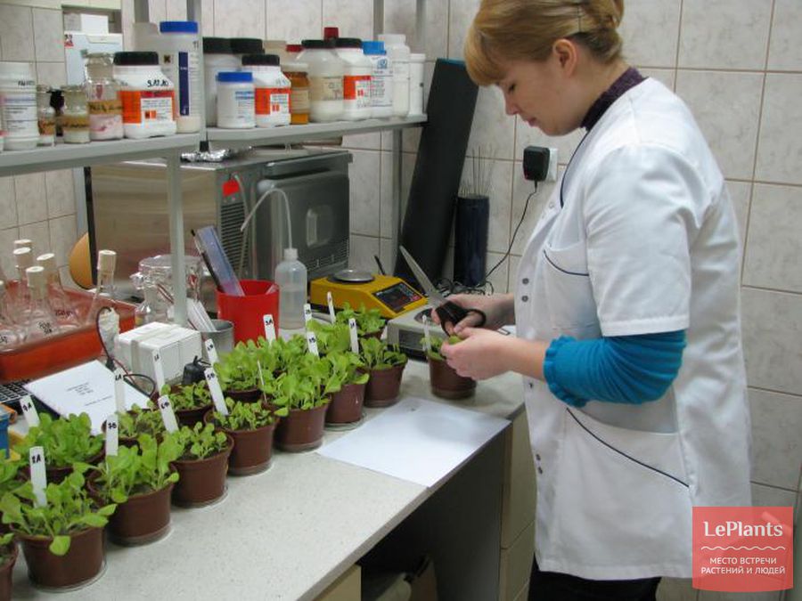 Клуб Рослин Интернет Магазин