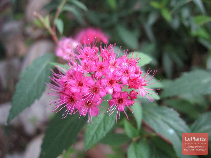Спирея прелестная (Spiraea bella) — описание, выращивание, фото | на ...