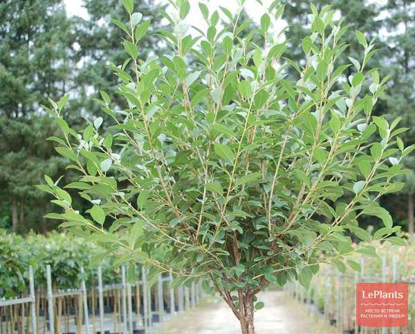 Вишня степная (Prunus fruticosa) — описание, выращивание, фото | на ...