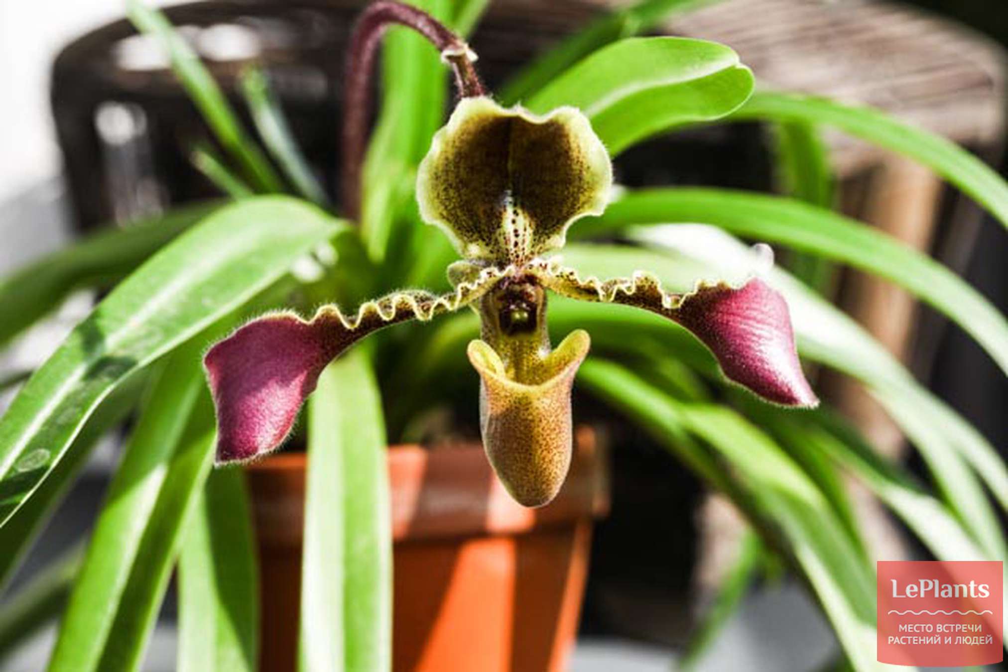 Paphiopedilum americanum