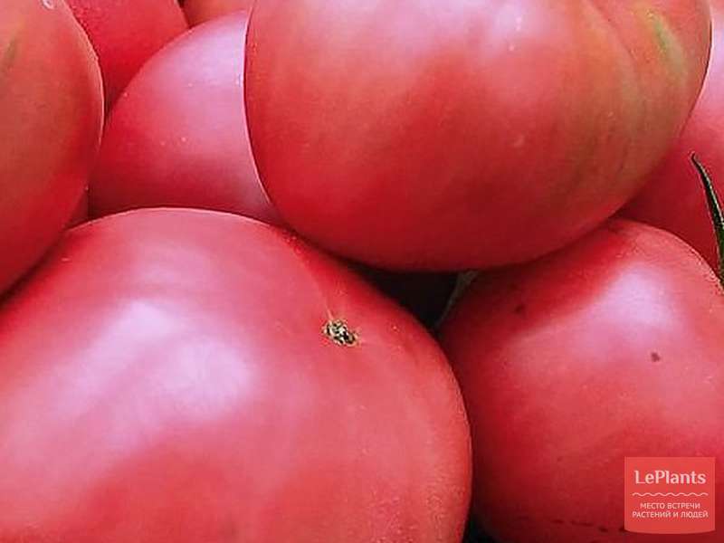 Томат 'Цунами' — описание сорта, характеристики | на LePlants.ru