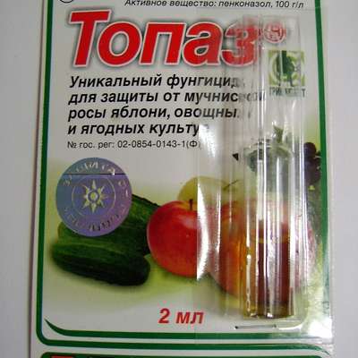 Дипсис (Dypsis) — описание, выращивание, фото | на LePlants.ru