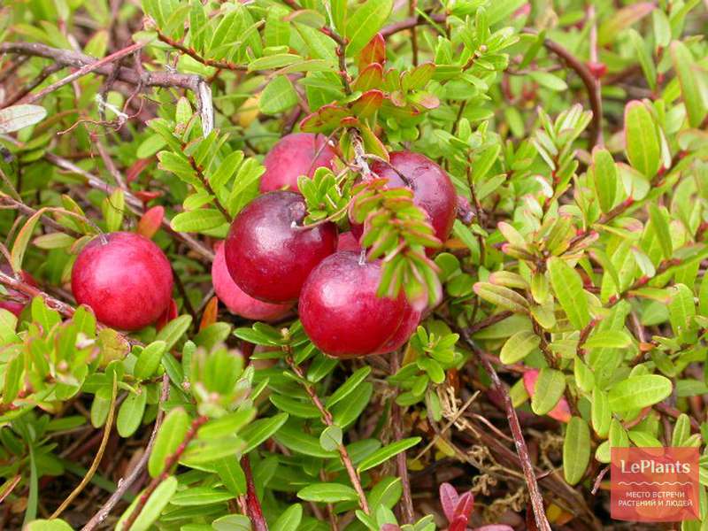 Клюква обыкновенная (Oxycoccus palustris) — описание, выращивание, фото ...