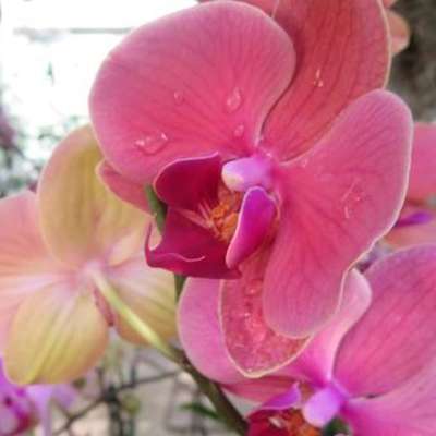 В Нью-Йоркском ботсаду опять цветут орхидеи