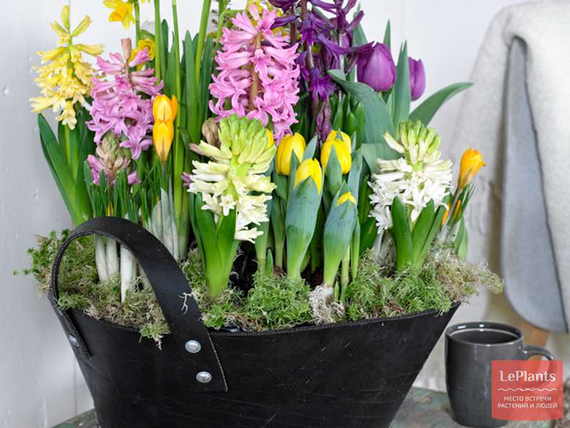 Выгонка тюльпанов 24 фото как вырастить цветы к 8 Марта зимой в квартире Сроки посадки и температура содержания Как высаживать луковицы в горшки Подкормка в домашних условиях