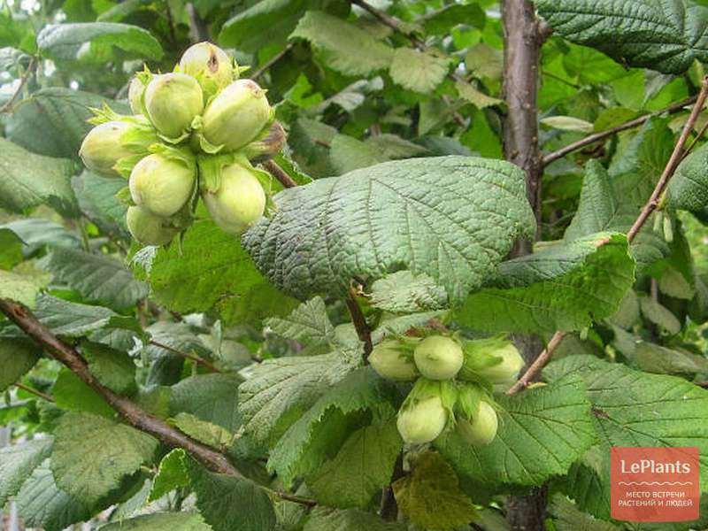 Фундук 'Римский' — описание сорта, характеристики | на LePlants.ru