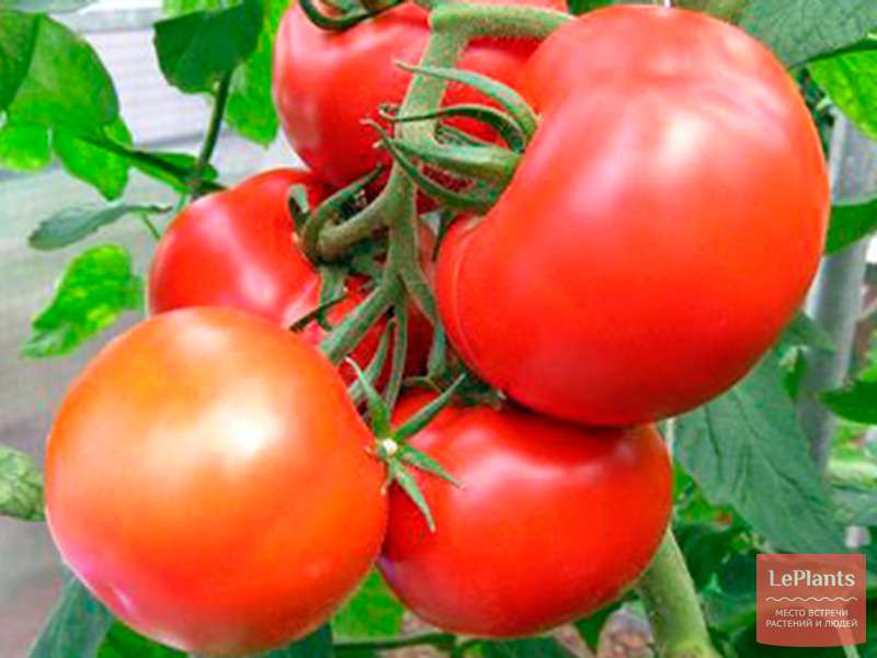 Томат 'Агата' — описание сорта, характеристики | на LePlants.ru