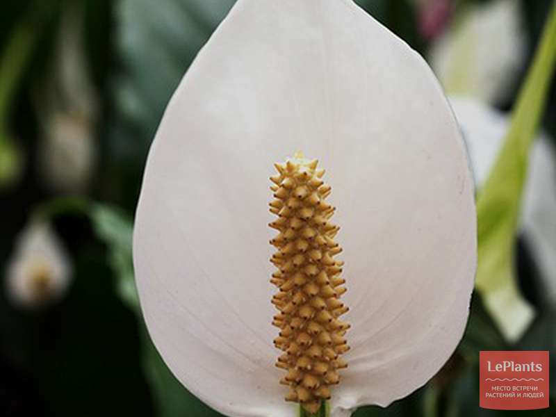 Спатифиллум обильноцветущий (Spathiphyllum floribundum) — описание ...
