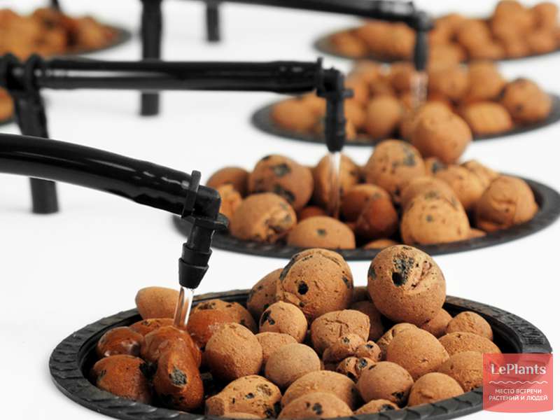 Неорганические субстраты для гидропоники - "Цветоводство" :: читать на ...