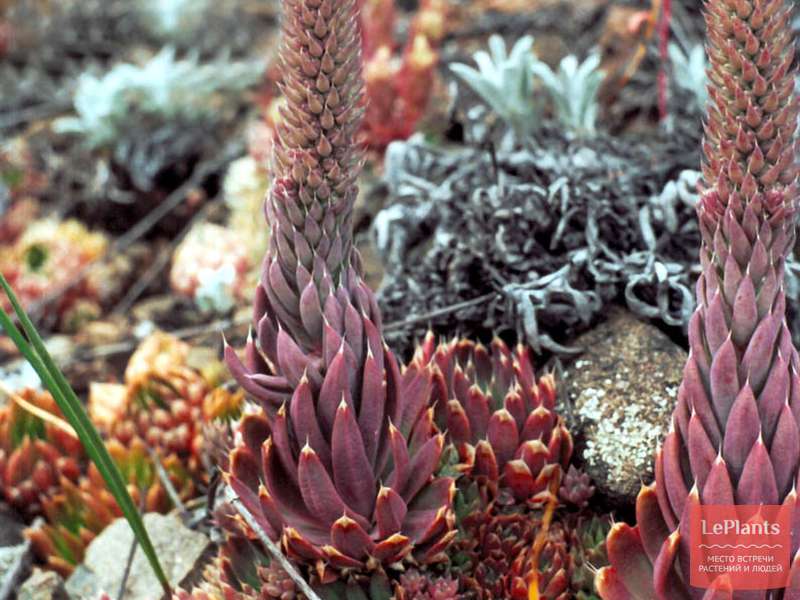 Orostachys iwarenge