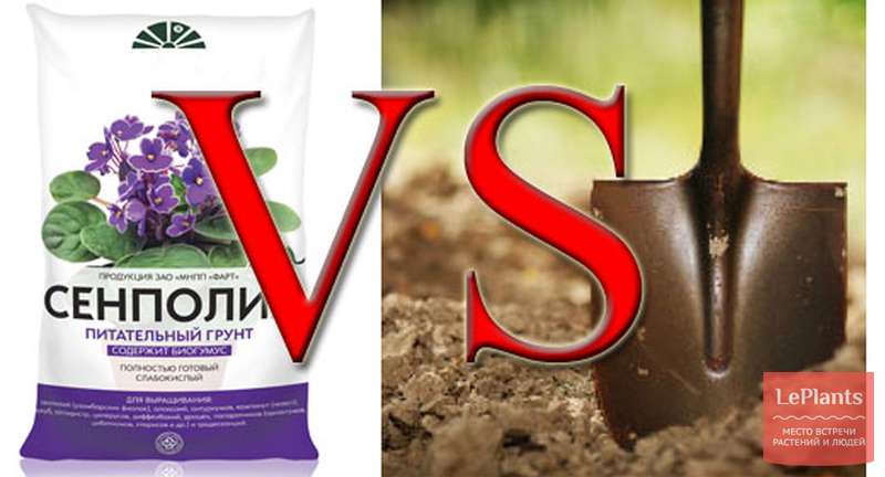 Почва для сенполий: покупной грунт или «самодельный»?